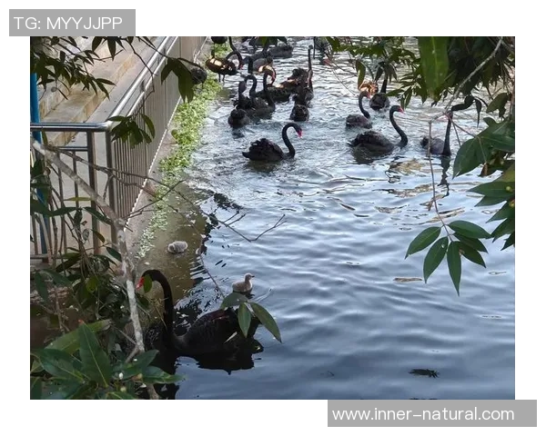 姚明与熊猫亲密接触，共同传递保护野生动物的重要性与美好愿景